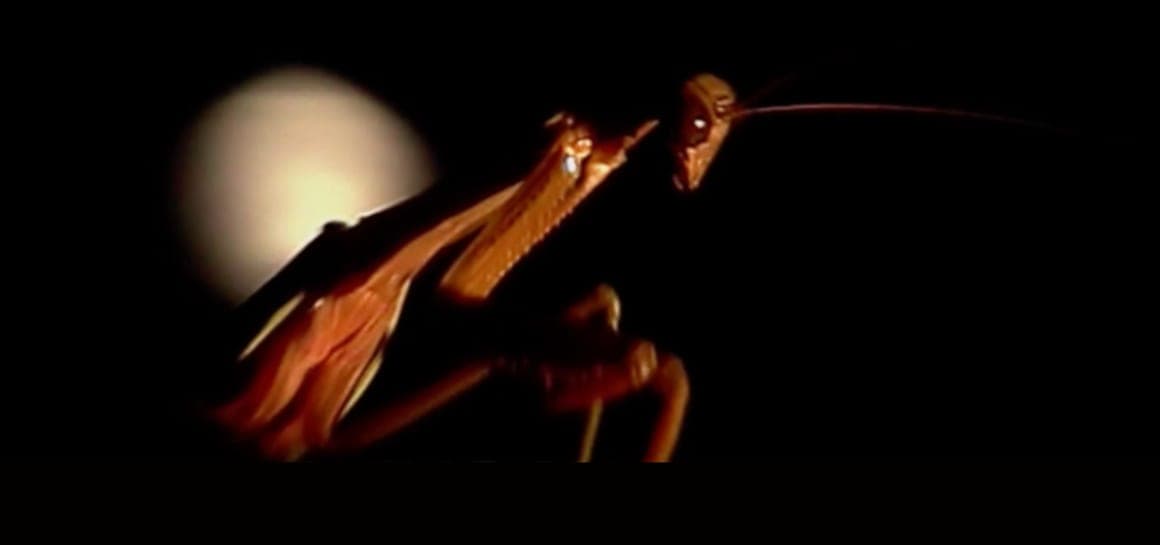 A praying mantis in silhouette against a full moon, from the Mantis and Moon opening titles.