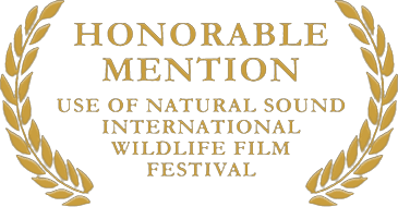 Thunder on the Farm, honorable mention for use of natural sound at the International Wildlife Film Festival.
